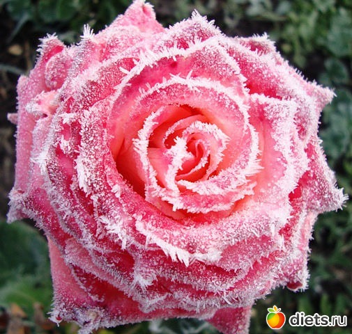 ��������� �������