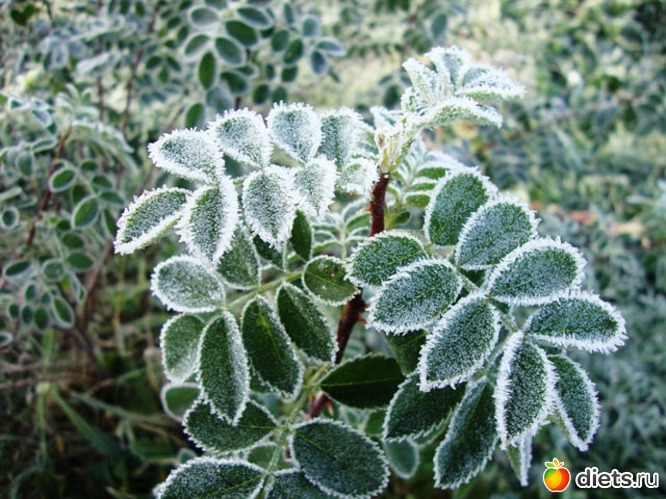 ��������-�����, ������: ������� �� ��� ����� �������...