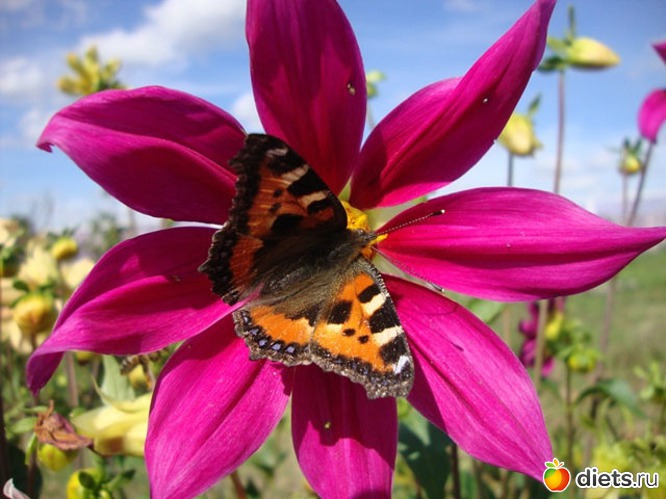 лето-это маленькая жизнь, альбом: Взгляни на мир моими глазами...