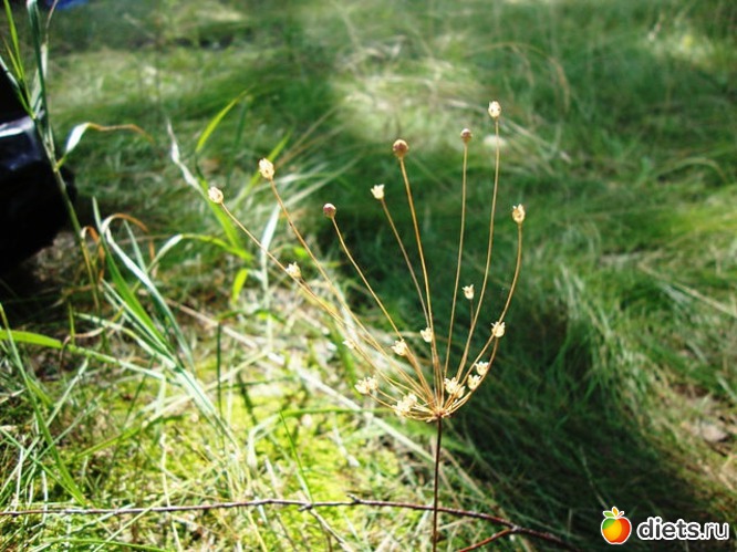 13 ����: ������� �� ��� ����� �������...