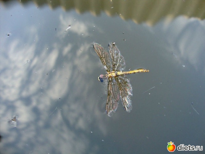 ����� ����������.., ������: ������� �� ��� ����� �������...