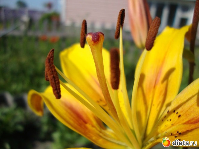 пестики-тычинки, альбом: Взгляни на мир моими глазами...