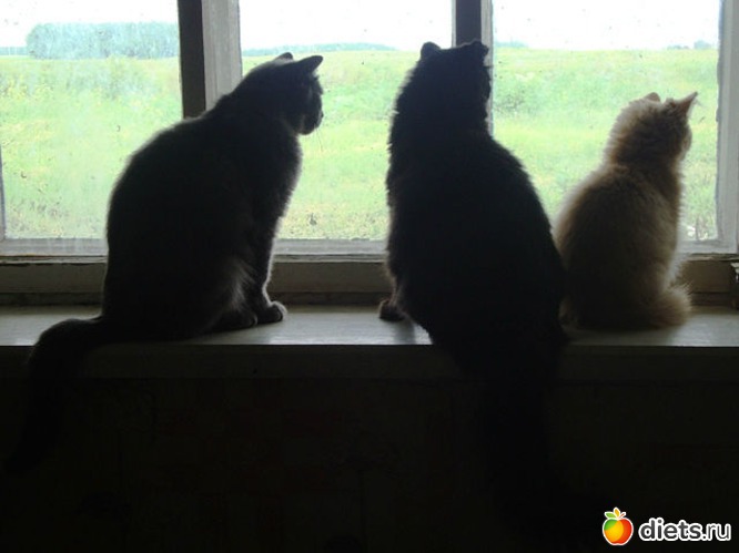 кошачьи новости, альбом: Взгляни на мир моими глазами...