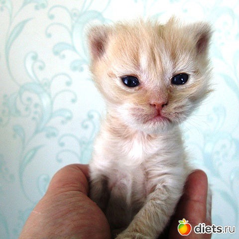 � ���� ������������...