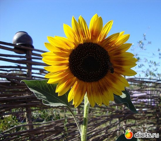 ������� �� ��� ����� �������...