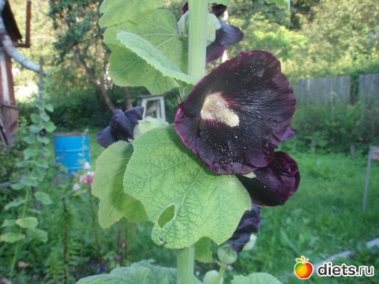 Черная мальва, альбом: Цветочки у меня в садочке