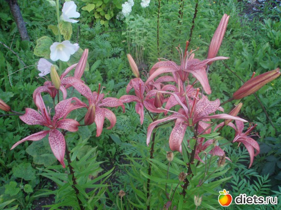 Лилия розовая, альбом: Цветочки у меня в садочке