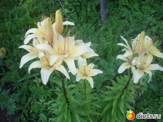 Лилия кремовая, альбом: Цветочки у меня в садочке