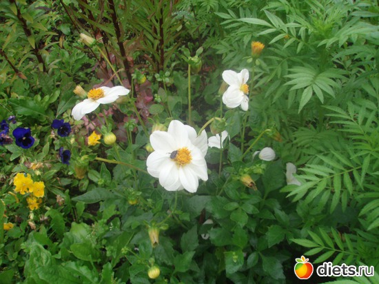 Белый георгин, альбом: Цветочки у меня в садочке