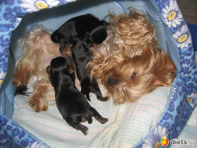 �������� �� �������, ������: ��� �������� �������