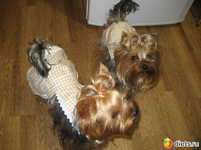 Маруська и Мотик, альбом: Мои домашние любимцы