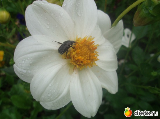 13 фото: Цветочки у меня в садочке