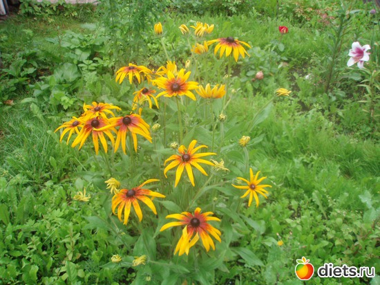 Рудбекия, альбом: Цветочки у меня в садочке