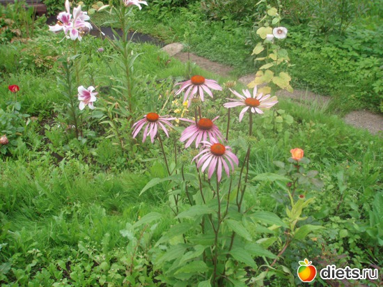 Эхинацея, альбом: Цветочки у меня в садочке