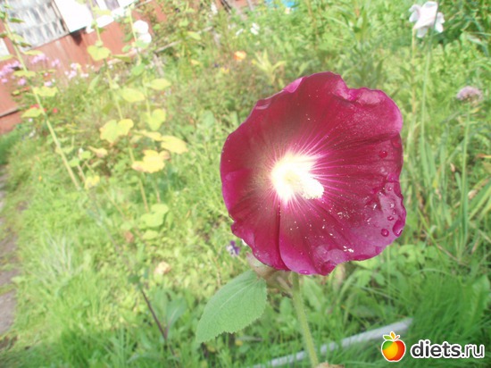 Мальва красная, альбом: Цветочки у меня в садочке