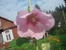 Мальва розовая