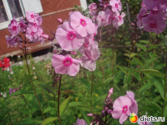 флокс, альбом: Цветочки у меня в садочке