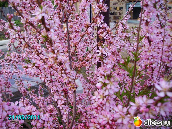 цветение миндального дерева(декоративный)