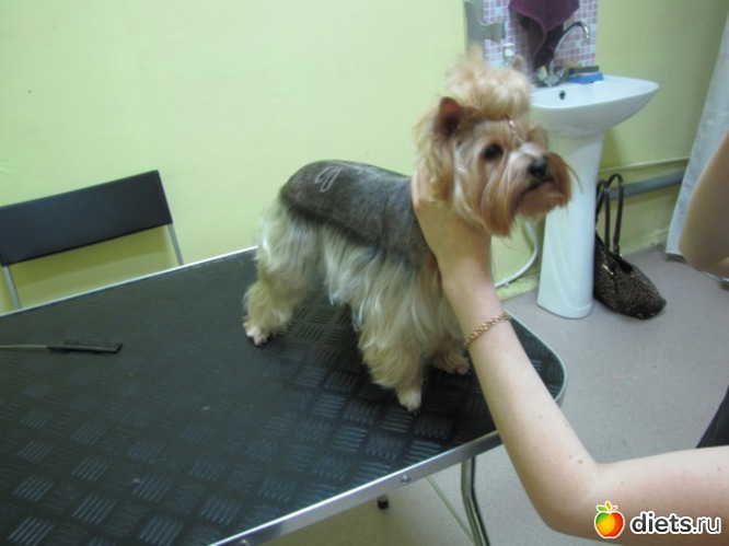 Маруська в салоне красоты, альбом: Мои домашние любимцы