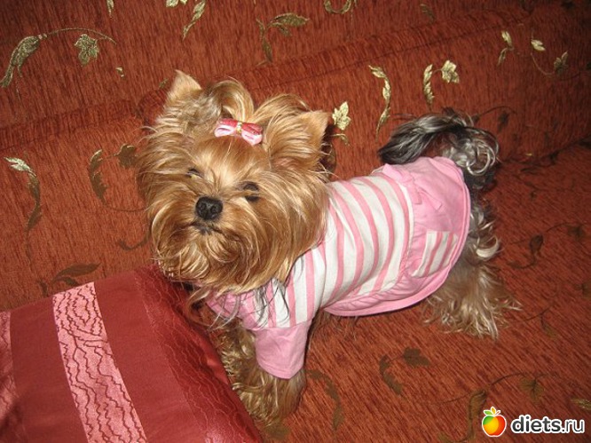 Маруська в розовом, альбом: Мои домашние любимцы