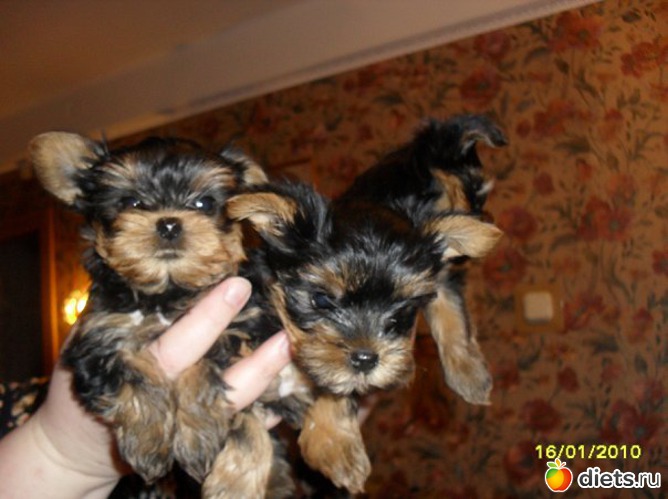 Детки Манечки и Мотика, альбом: Мои домашние любимцы