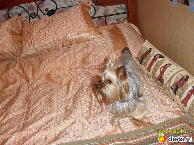 Мотик, альбом: Мои домашние любимцы