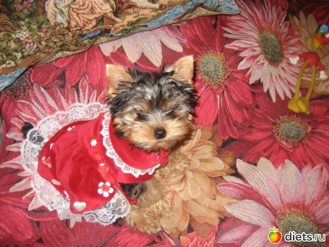 Манечка в детстве, 3 месяца, альбом: Мои домашние любимцы