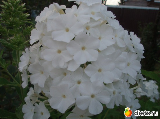 Флокс "Невеста", альбом: Цветы