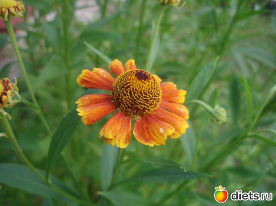 Гелениум, альбом: Цветы