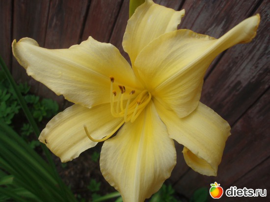 6 фото: Цветы