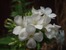 Флокс белый
