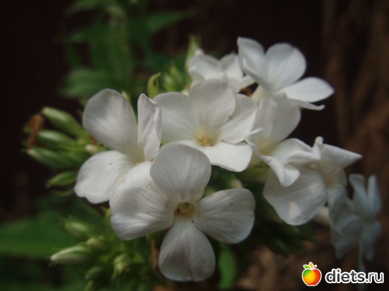 Флокс белый, альбом: Цветы