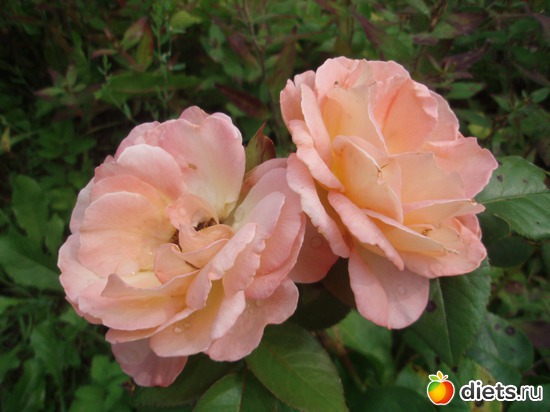 8 фото: Цветы