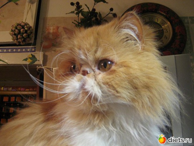 Котик Жорик, альбом: Мои домашние любимцы