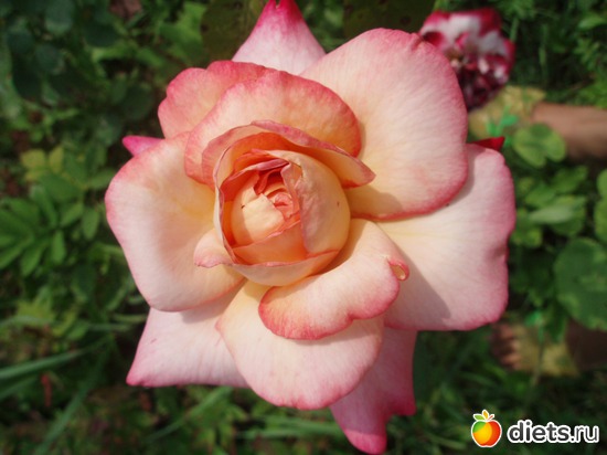 11 фото: Цветы