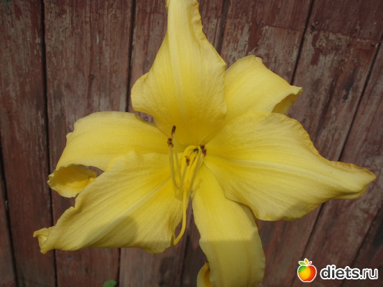 12 фото: Цветы