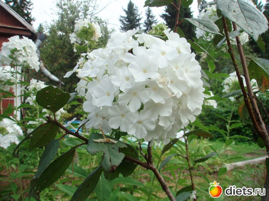 17 фото: Цветы