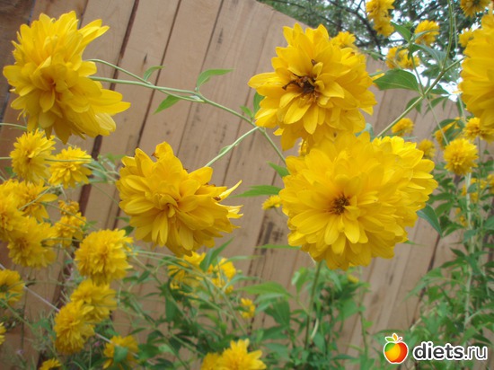 19 фото: Цветы