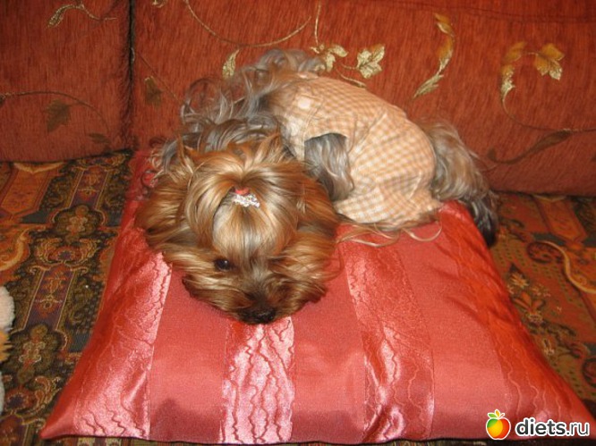 Мотик, альбом: Мои домашние любимцы