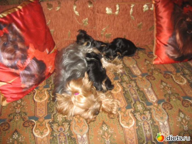 Манечка с детками, альбом: Мои домашние любимцы