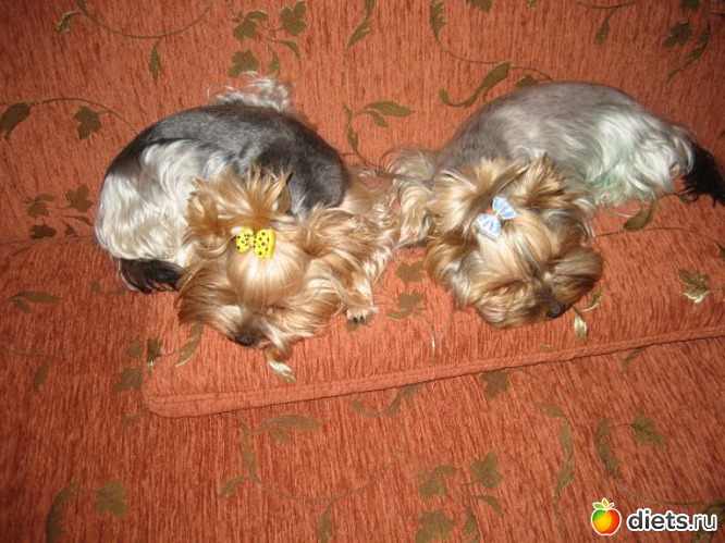 Манечка и Мотик, альбом: Мои домашние любимцы