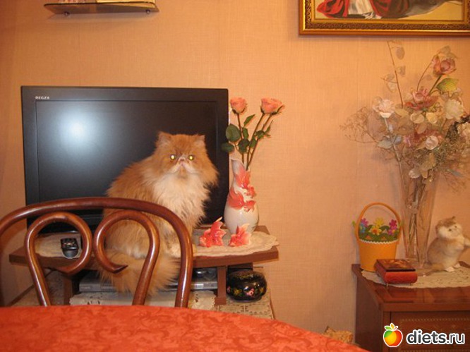 Жорик, альбом: Мои домашние любимцы