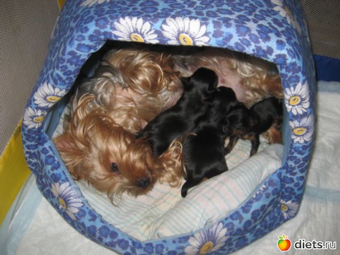 Манечка с детками, альбом: Мои домашние любимцы