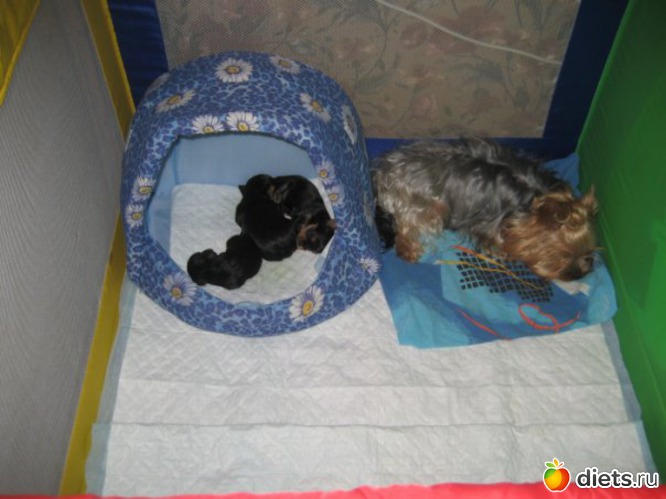 Детки спят и мама отдыхает, альбом: Мои домашние любимцы