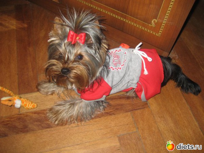 �����, ������: ��� �������� �������