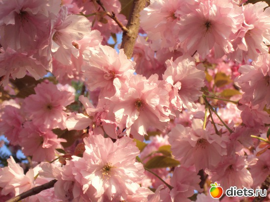 Сакура в утреннем свете