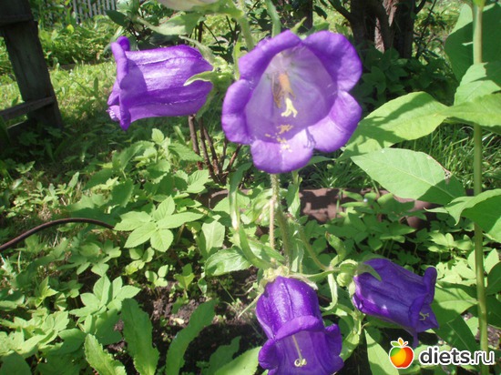 Колокольчик, альбом: Моя отрада