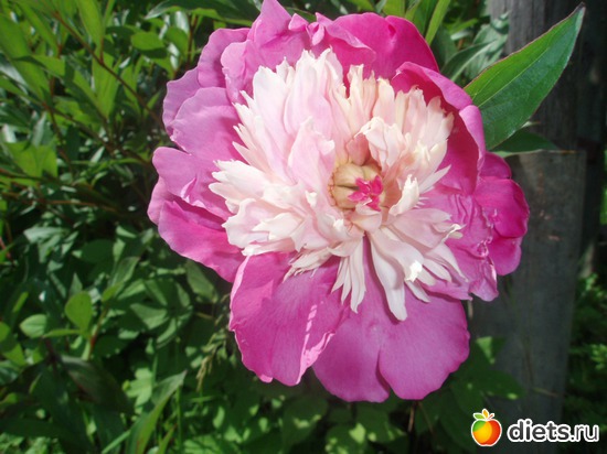 3 фото: Моя отрада