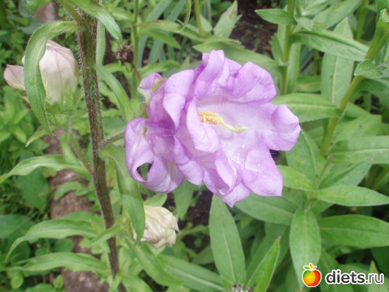 9 фото: Моя отрада