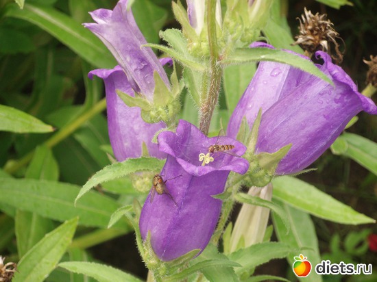 Садовый колокольчик, альбом: Моя отрада